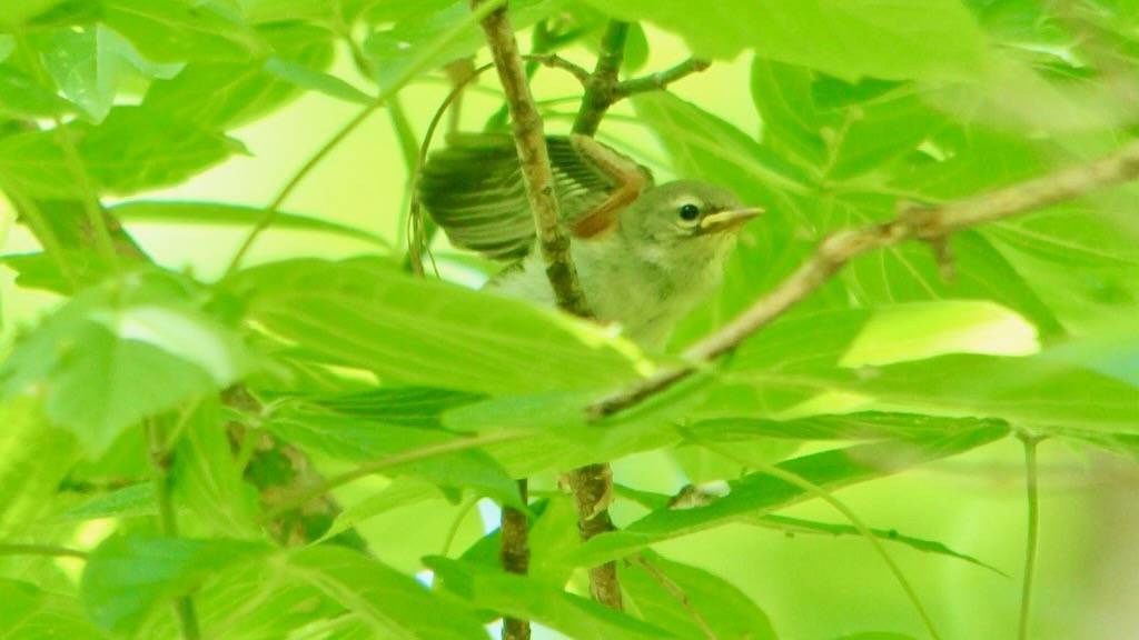 Northern Parula - young by Wildreturn is licensed under CC BY 2.0.